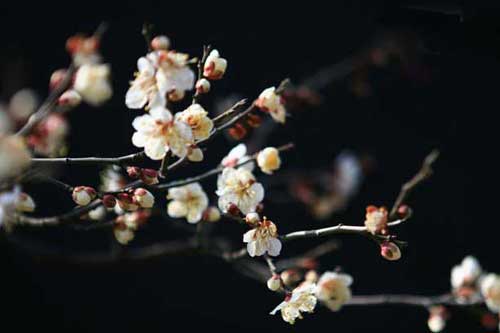梅花品種有哪些?附梅花圖片大全 梅花品種有哪些?附梅花圖片大全