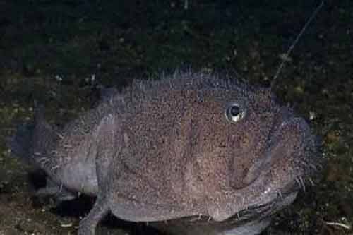 安康魚的功效與作用有哪些?附安康魚圖片大全 安康魚的功效與作用有哪些?附安康魚圖片大全
