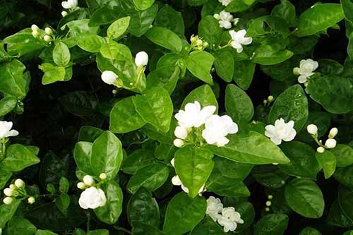 茉莉花的花語|茉莉花的繁殖|茉莉花的養(yǎng)殖 茉莉花的花語|茉莉花的繁殖|茉莉花的養(yǎng)殖