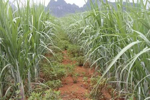 甘蔗田間立體栽培組合增產增收方法