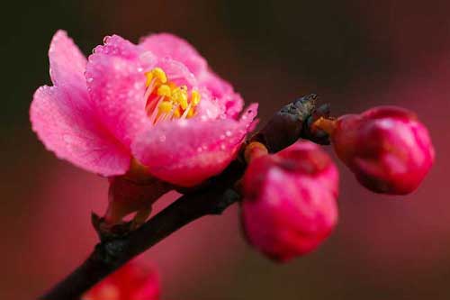 梅花品種有哪些？附梅花圖片大全