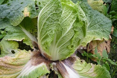 大白菜軟腐病、霜霉病以及病毒病防治方法