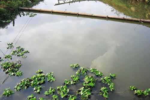 白鰱、鯉魚、鯽魚出血病防治方法