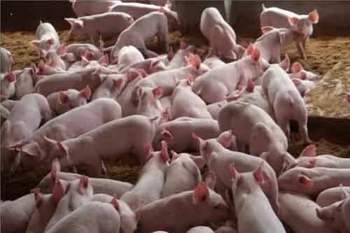 肉豬養殖過程中快速催肥的六種方法