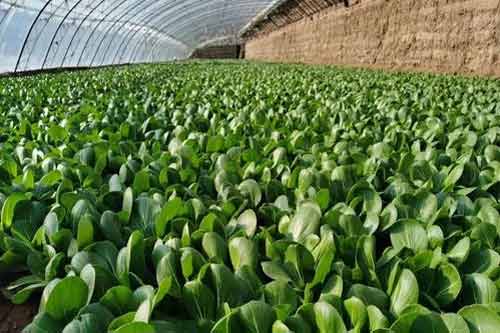 冬季利用溫室種植油菜方法及病蟲害防治措施