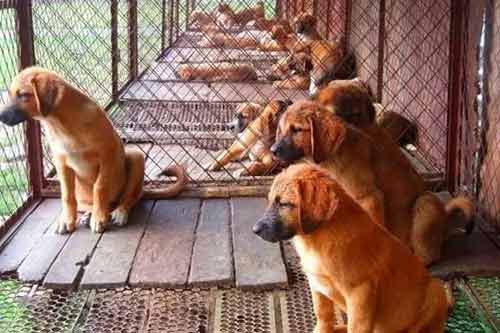 肉用犬養殖過程中常見病及防治方法