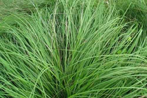 龍須草種植栽培技術及收獲方法