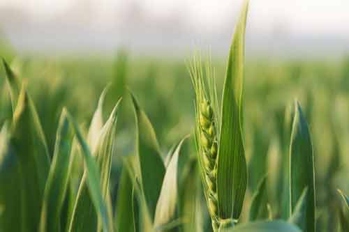 應用植物生長調節劑對小麥進行化學增產調控方法