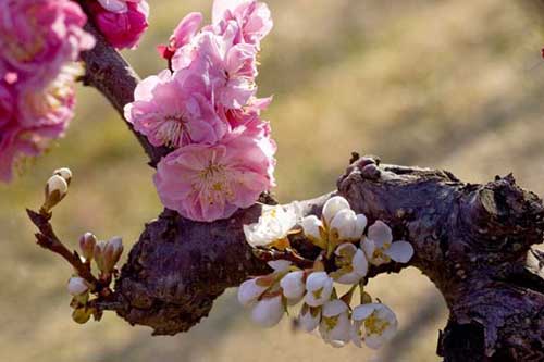 梅花品種有哪些?附梅花圖片大全 梅花品種有哪些?附梅花圖片大全