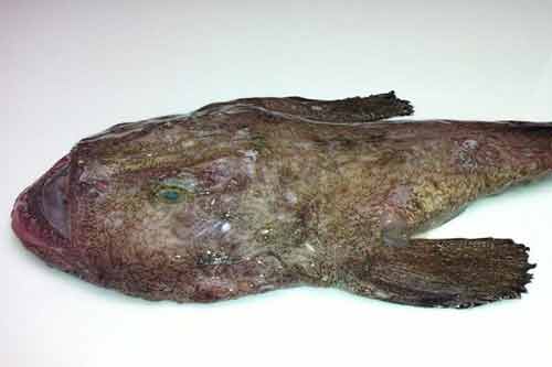 安康魚的功效與作用有哪些?附安康魚圖片大全 安康魚的功效與作用有哪些?附安康魚圖片大全