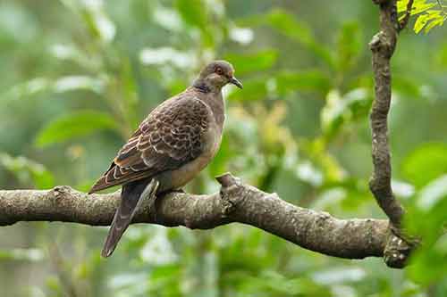 斑鳩是幾級保護動物？附斑鳩的種類以及斑鳩的養殖技術