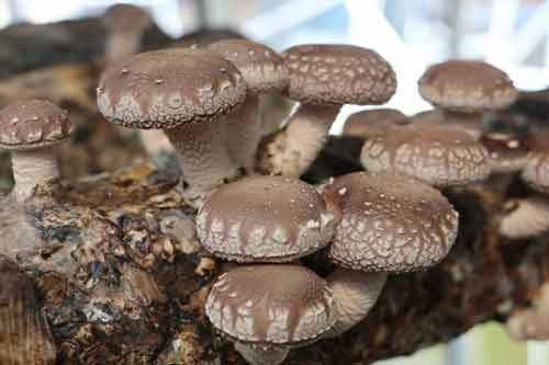 食用菌室內連續栽培獲得高效益的方法