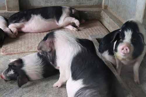 小型豬、微型豬有哪些品種？如何飼養？