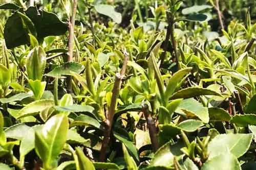茶園新老套種和獼猴桃喬化栽培
