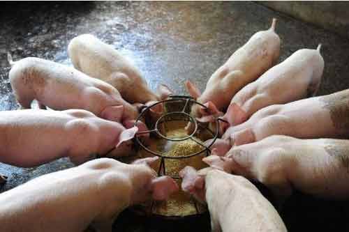 如何利用糙米代替玉米養豬飼料