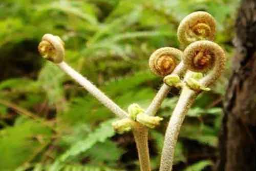 薇菜的繁殖方法以及采集加工過(guò)程