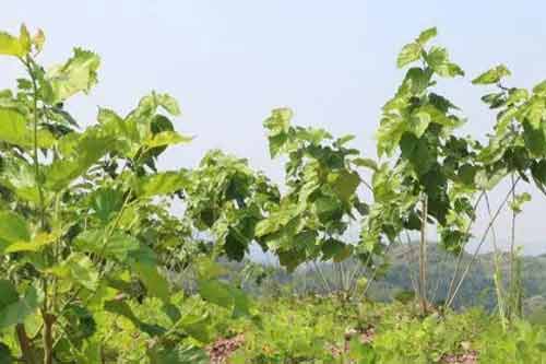 利用桑園土地套種其它作物效果好