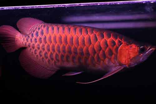 紅龍魚怎么養(yǎng)最好?紅龍魚的正確飼養(yǎng)方法 紅龍魚怎么養(yǎng)最好?紅龍魚的正確飼養(yǎng)方法