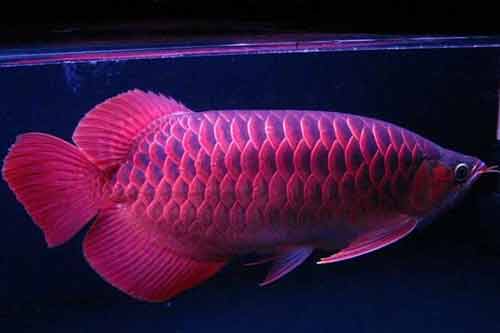 紅龍魚怎么養最好?附紅龍魚常見品種及養殖日常管理方法 紅龍魚怎么養最好?附紅龍魚常見品種及養殖日常管理方法