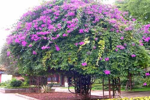 紫荊花種類簡介及紫荊花圖片大全 紫荊花種類簡介及紫荊花圖片大全