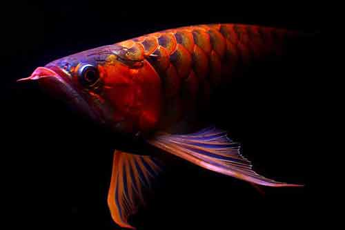 紅龍魚怎么養(yǎng)最好?紅龍魚的正確飼養(yǎng)方法 紅龍魚怎么養(yǎng)最好?紅龍魚的正確飼養(yǎng)方法