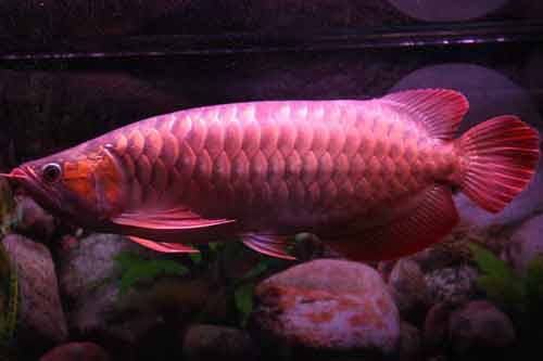 紅龍魚怎么養(yǎng)最好?紅龍魚的正確飼養(yǎng)方法 紅龍魚怎么養(yǎng)最好?紅龍魚的正確飼養(yǎng)方法
