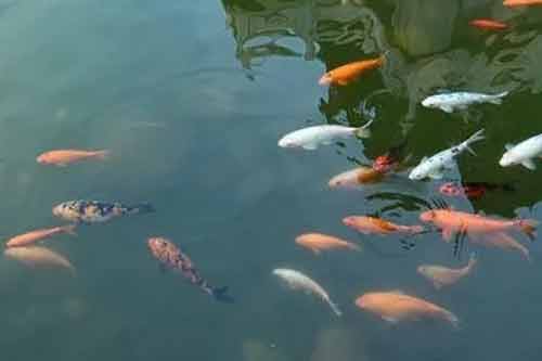 實現池塘養魚高產高效需要做好哪些工作