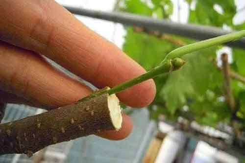 做好老桑樹(shù)的鋸樁芽接需要掌握哪些方法？