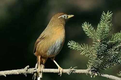 觀賞鳥常見疾病防治方法