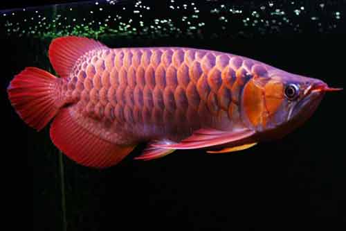 紅龍魚怎么養最好?附紅龍魚常見品種及養殖日常管理方法 紅龍魚怎么養最好?附紅龍魚常見品種及養殖日常管理方法