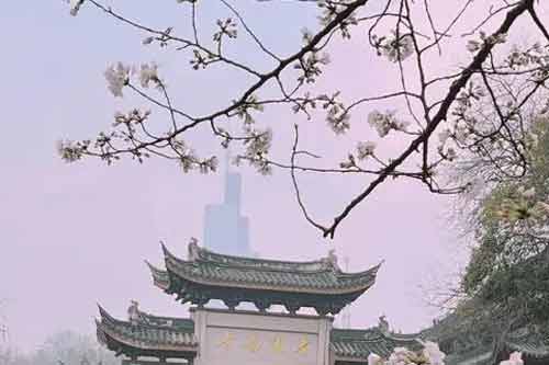 雞鳴寺的櫻花開了是什么意思？雞鳴寺的櫻花開了有哪些說法？