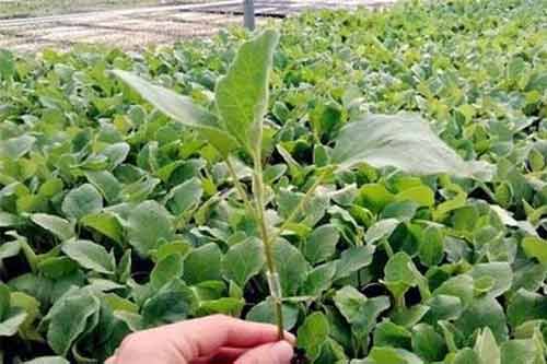 介紹幾種蔬菜種子浸泡藥劑的使用方法及注意事項(xiàng)