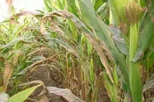 玉米種植過程中發生青枯病應該怎樣防治 玉米種植過程中發生青枯病應該怎樣防治