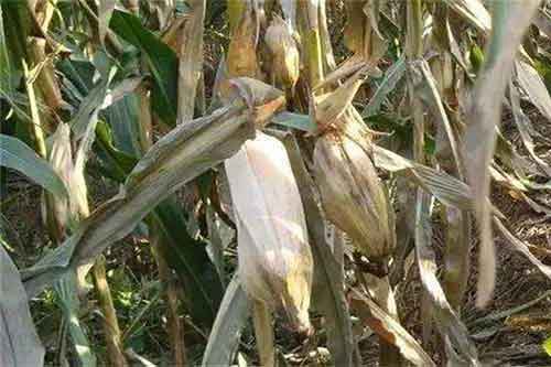 玉米種植過程中發生青枯病應該怎樣防治