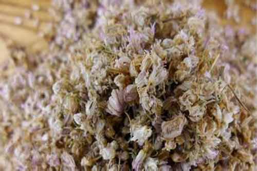野生麻麻花植物特征、分布現狀及生長習性