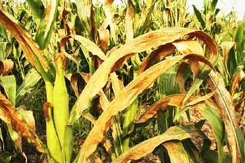 玉米種植過程中發生青枯病應該怎樣防治 玉米種植過程中發生青枯病應該怎樣防治
