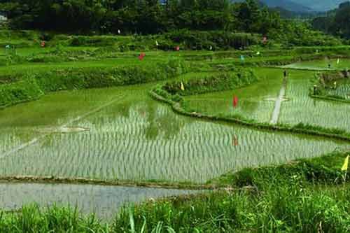 利用稻田養魚獲得可觀的經濟效益