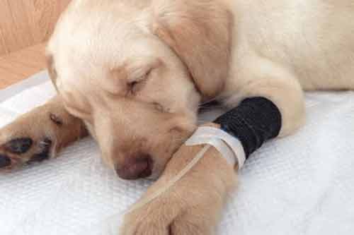 犬瘟熱病癥狀以及犬瘟熱病治療方法