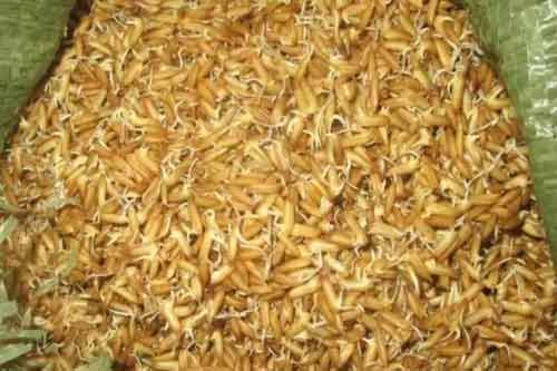 冬季用谷物發(fā)芽作青綠飼料喂畜禽有哪些好處？