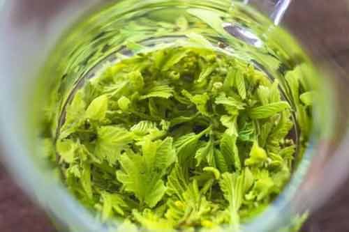 桑茶功效作用以及制作過程