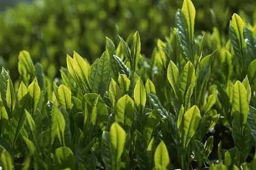 無性繁殖優質綠茶品種有哪些？
