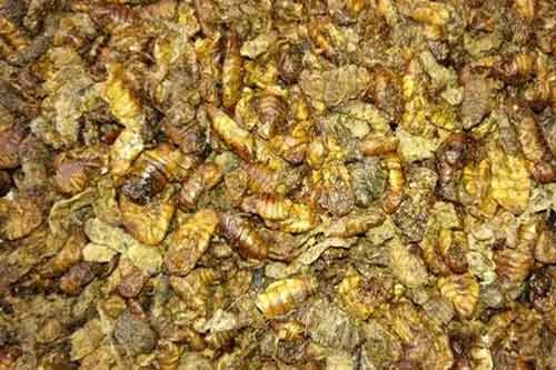 利用蠶蛹作畜禽飼料的各種配方介紹