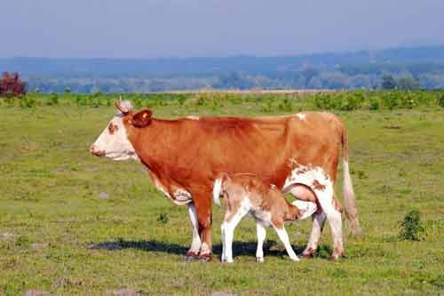 分享治療母牛缺乳癥十四種驗方