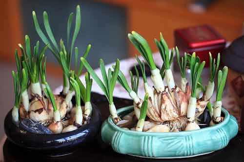 水仙種植以及田間管理需要掌握哪些技術