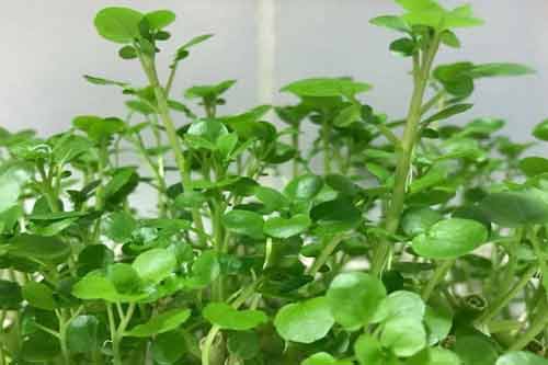 豆瓣菜栽培及田間管理技術