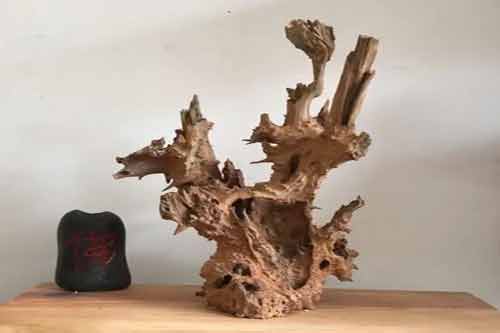 樹樁盆景是怎樣制作的？農村可以做盆景的樹樁有哪些？
