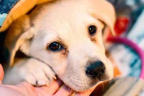 犬瘟熱病因癥狀以及診斷和防治方法
