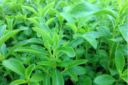 甜葉菊的功效與作用以及種植栽培技術