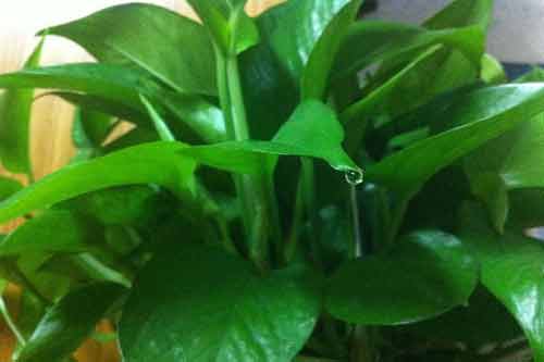 綠植植物一般包括哪些種類？綠植植物常見品種有哪些？