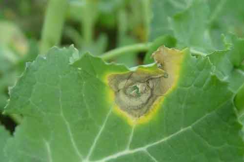 春季發生油菜菌核病怎樣防治？